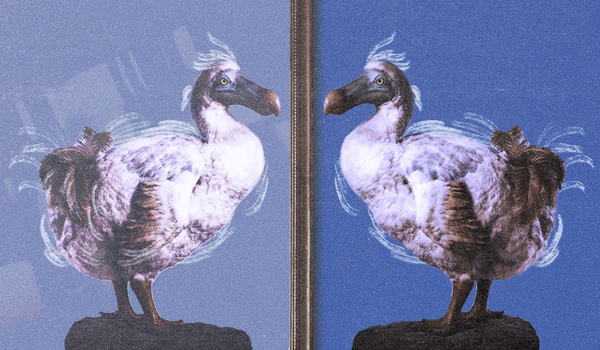 Advertising agents begin to move away from the solutions of the platforms that once promised them all